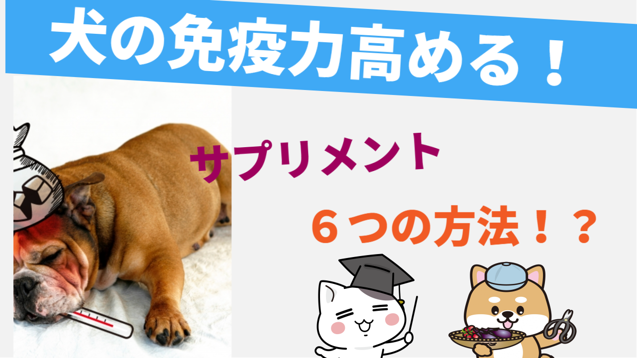 おすすめの犬 免疫力アップサプリメントとお金をかけない６つの方法 Bowwow犬猫サプリ研究所